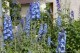Thumbs/tn_Mommy Delphiniums (a Few of Them).jpg